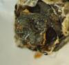 Dolerus sp.
